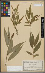 Foto von Salix alba L. x Salix fragilis L.